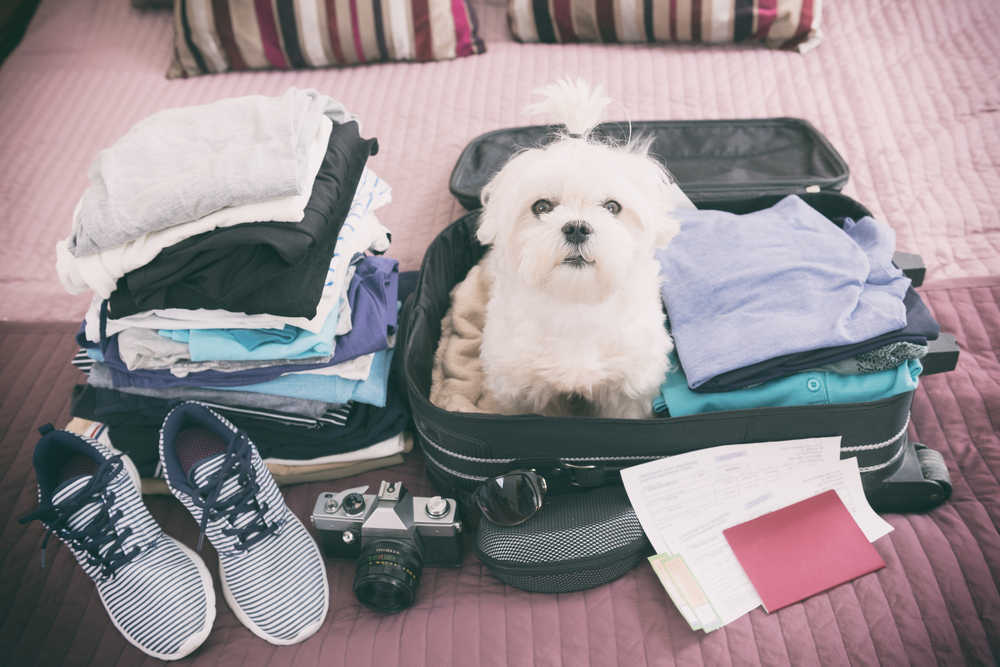 Como viajar con tu mascota